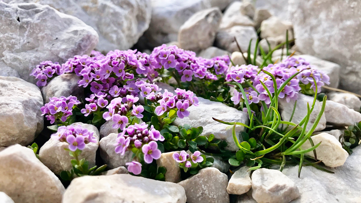 fiore nella roccia