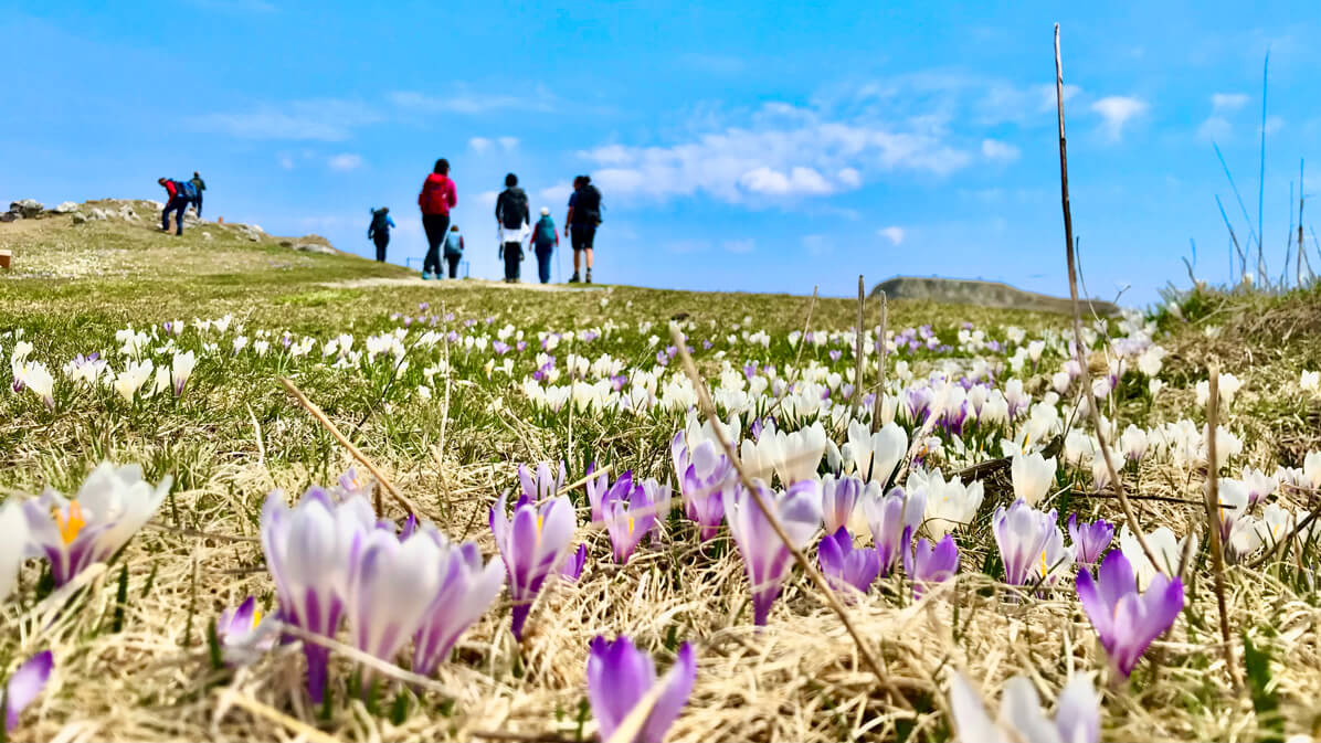 primavera in Cansiglio