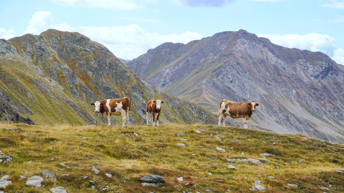 Mucche lungo il trekking Herz-Ass