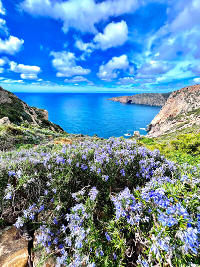 rosmarino in fiore e panorami Sardegna
