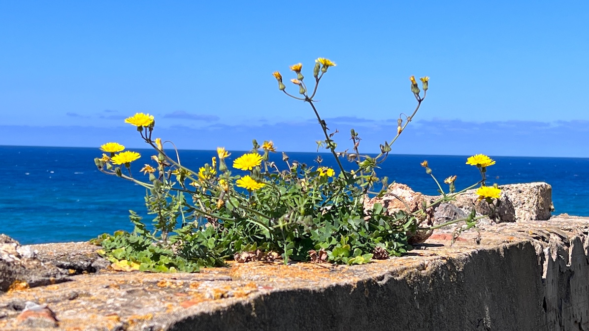 Agriates Doganieri trekking Corsica