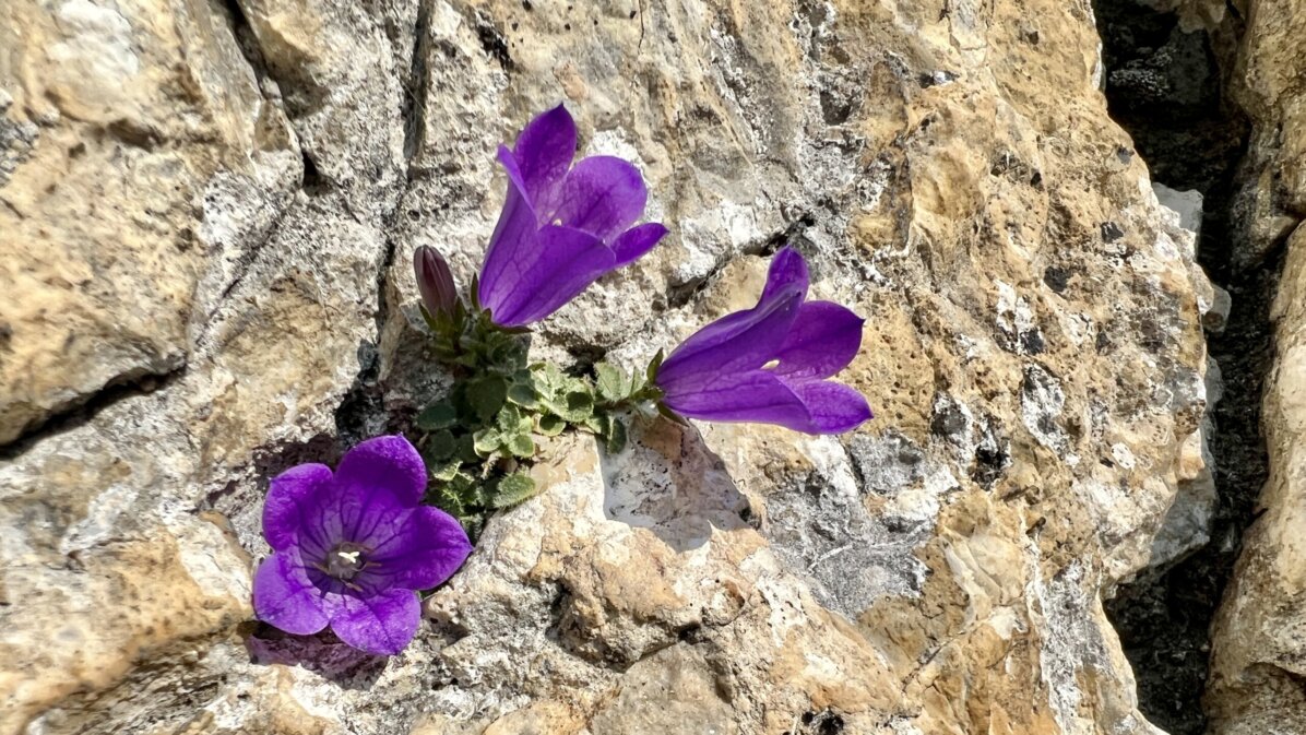 campanula morettiana Lagazuoi